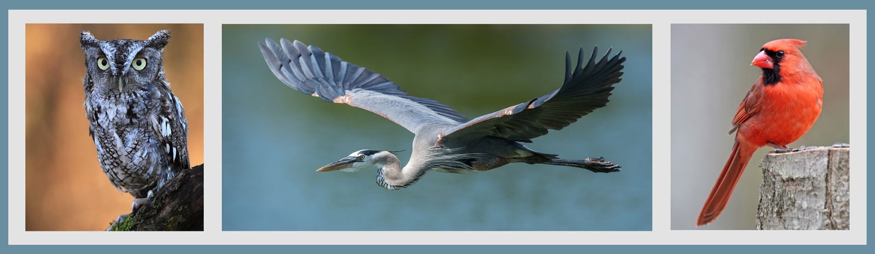 Call for Artists - Chosen Bird Finalists