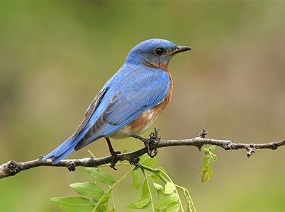 Blue bird sitting on a branch