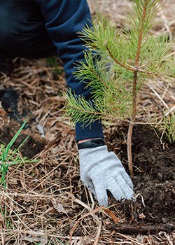 Planting a tree