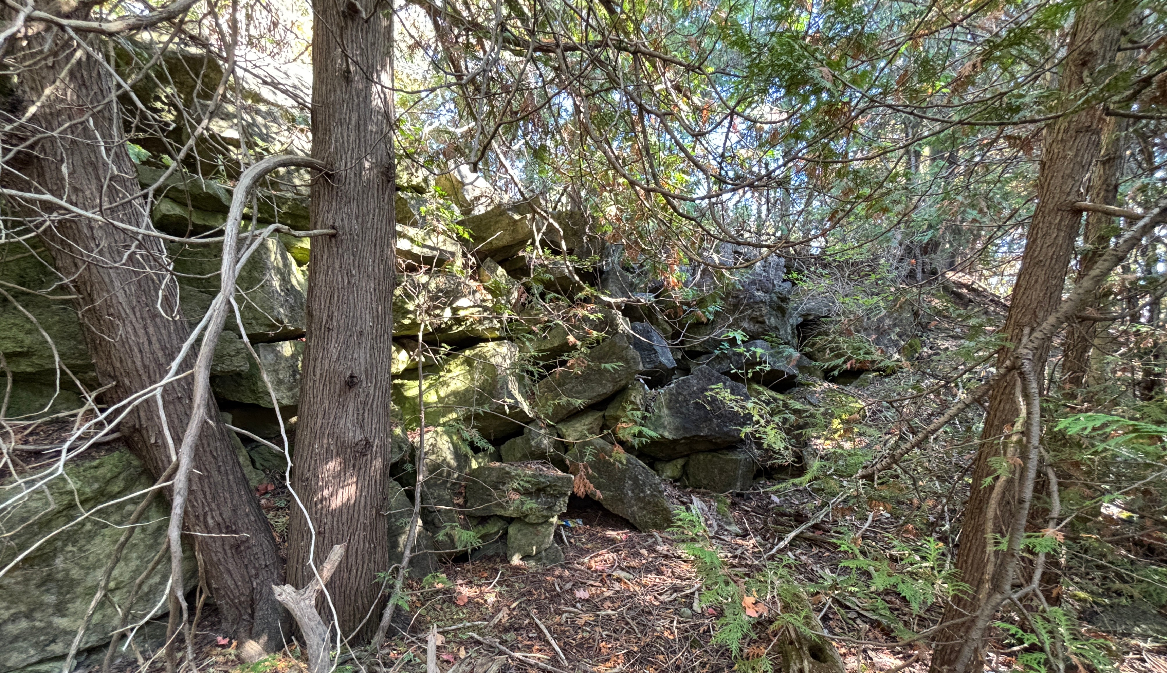 A picture of a forest