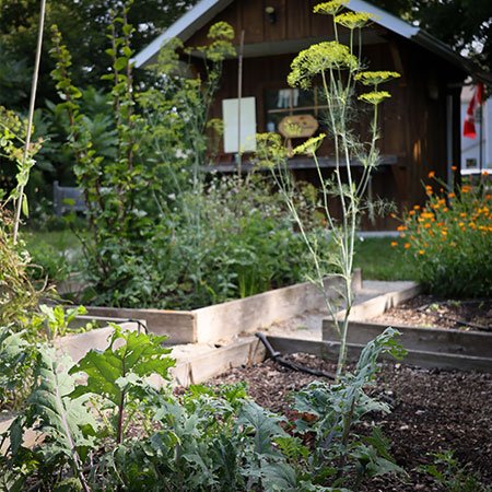 Acton community garden