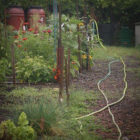 Allotment gardens at Dominion Seedhouse