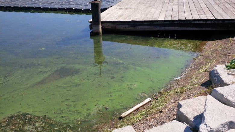 blue-green algae accumulating at fairy lake