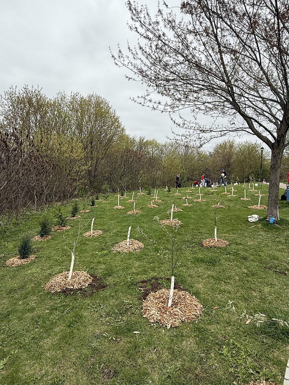 Planting prior to vandalism