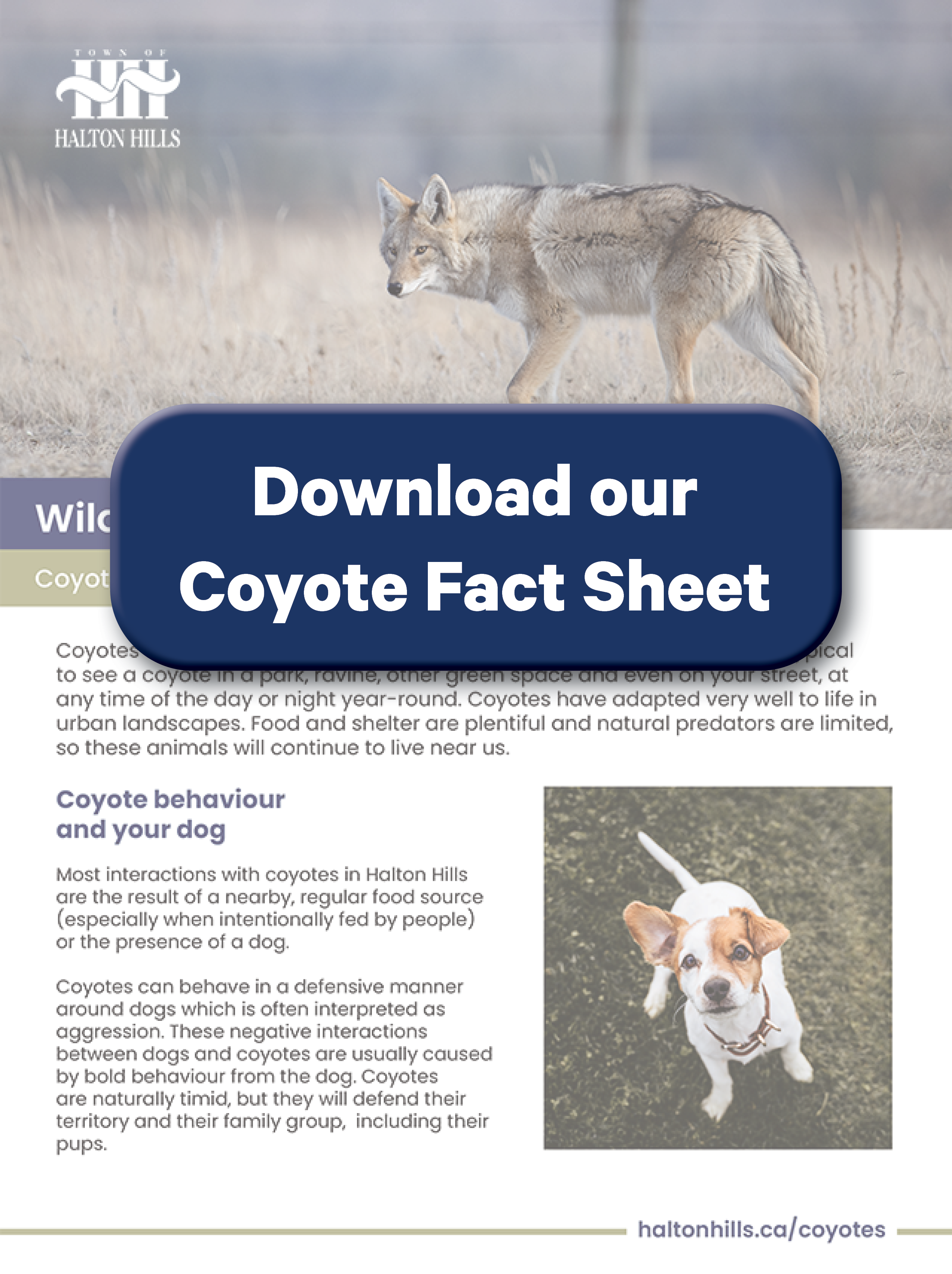 Halton Hills Coyote Factsheet
