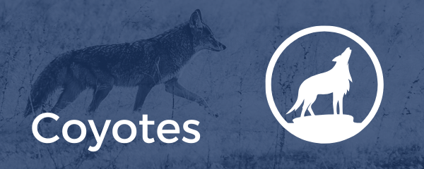 Coyotes with Wolf or Coyotes howling icon