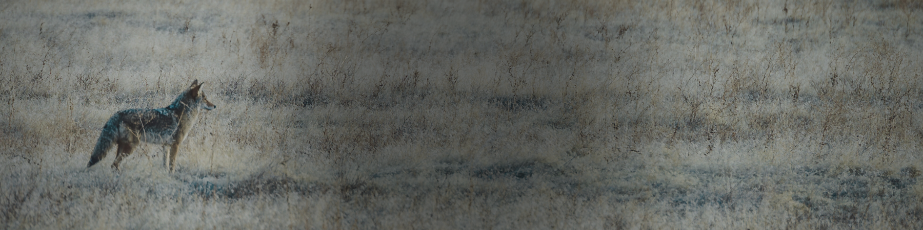 A coyote standing alone in a field