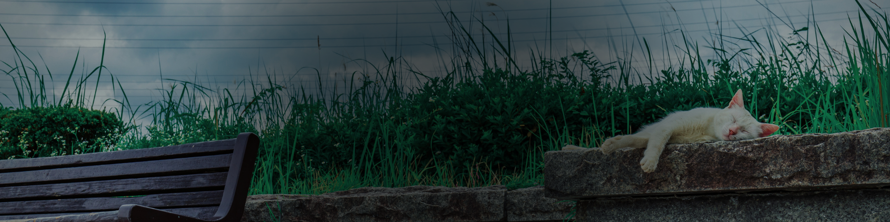 cat laying on a cement lead next to a park bench