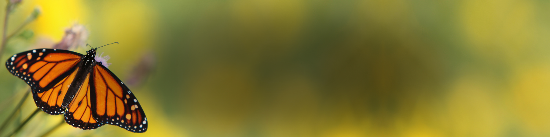 A butterfly pollinating flowers