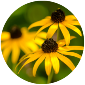 Black Eyed Susan