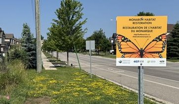  A roadside lawn with a sign that says "Monarch Habitat restoration
