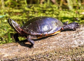 A midland turtle resting on a log in over some green marsh