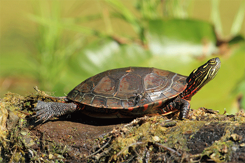 A midland turtle resting on a log in over some green marsh
