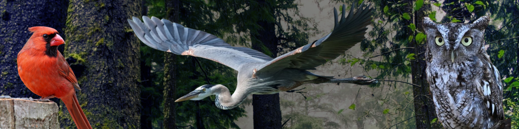 Three birds, Eastern Screech Owl Great Blue Heron Northern Cardinal