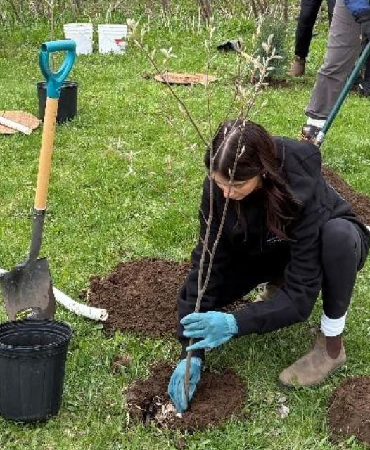 Volunteer planting a tree