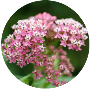 Milkweed flowers