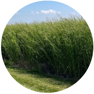 Switchgrass