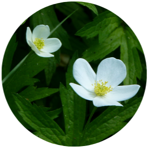 Anemone flower, white petals and yellow centre