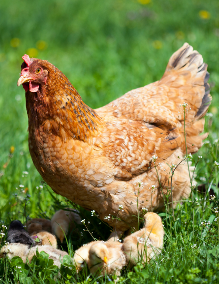 Urban Hens and Backyard Chickens Halton Hills