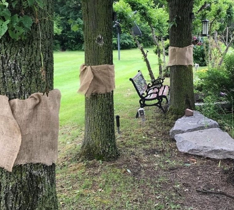 Burlap wrapped around tree trunks