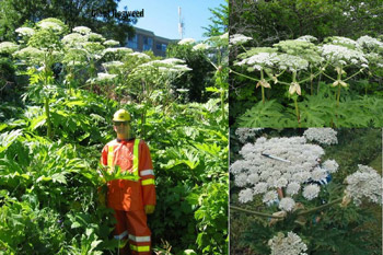 A picture of Giant Hogweed