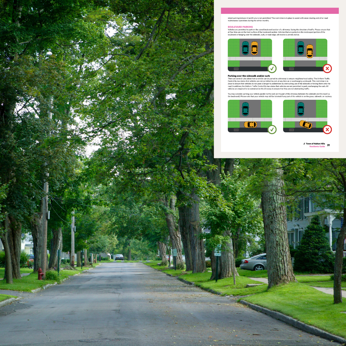 Mature trees on either side of a neighbourhood street