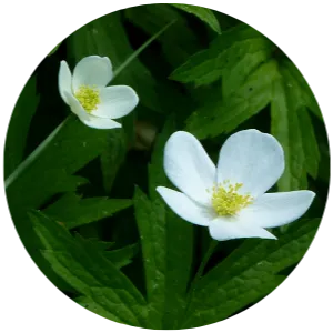 anemone