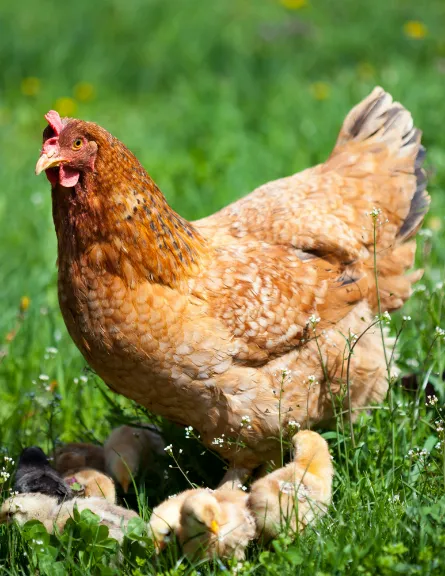 urban hens