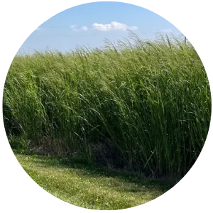 Switchgrass Switchgrass