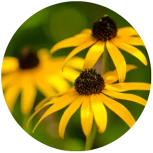 BlackEyedSusan BlackEyedSusan