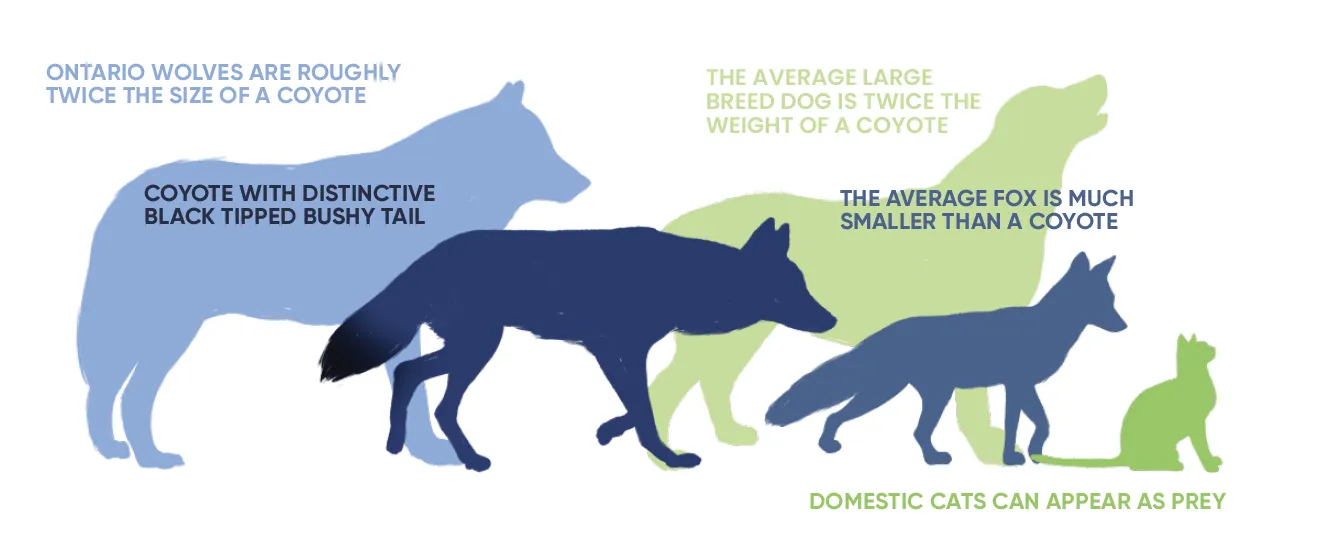 Coyote size comparrison
