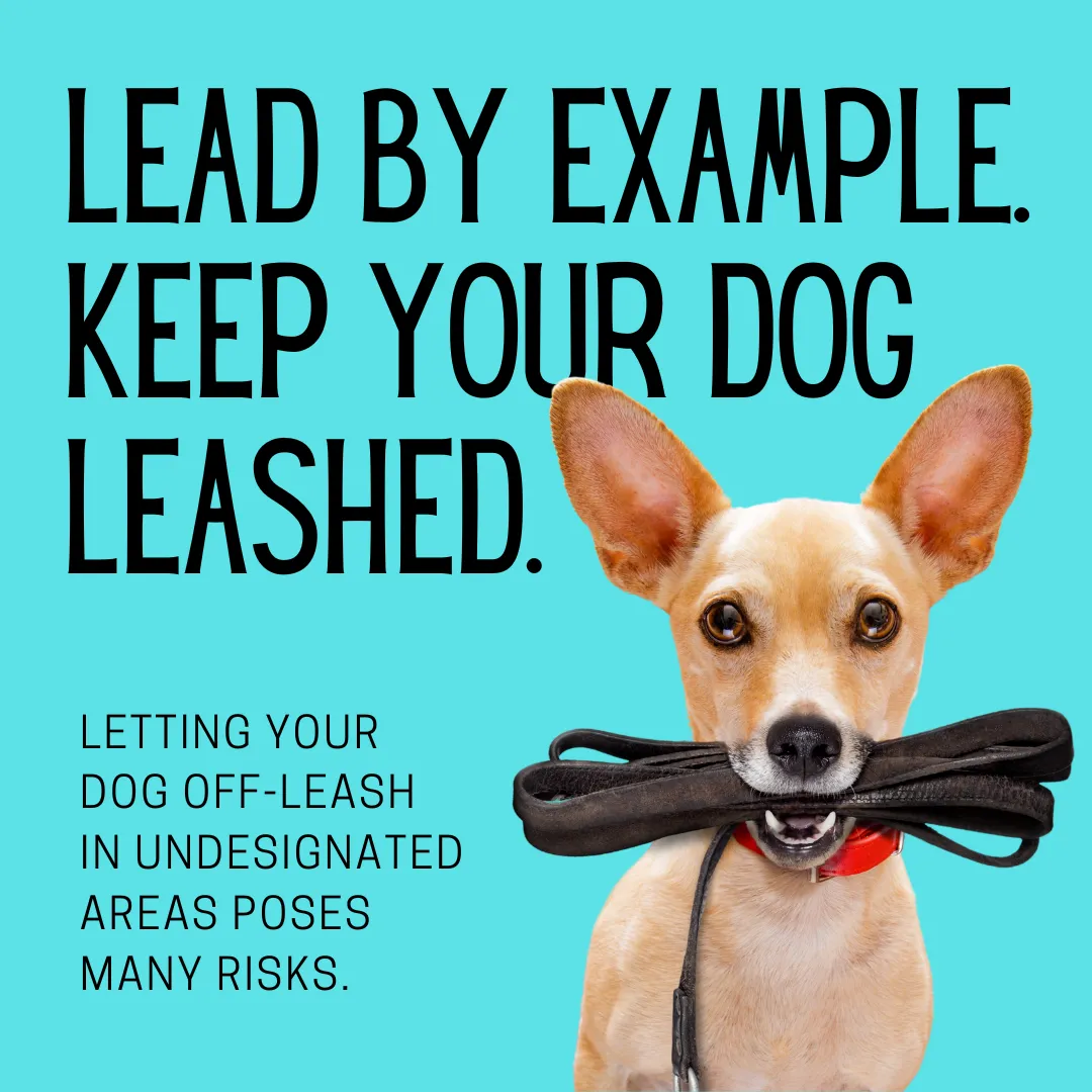 K9Leashed K9Leashed