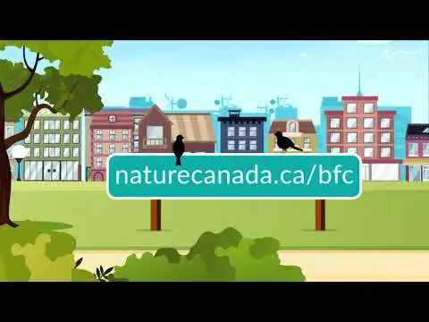Play Bird Friendly City