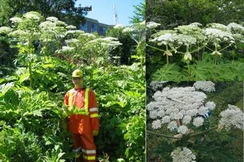 Giant-Hogweed Giant-Hogweed