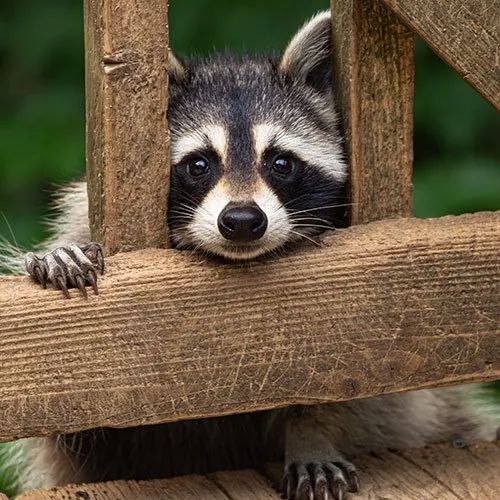 Raccoon-SQ Raccoon-SQ