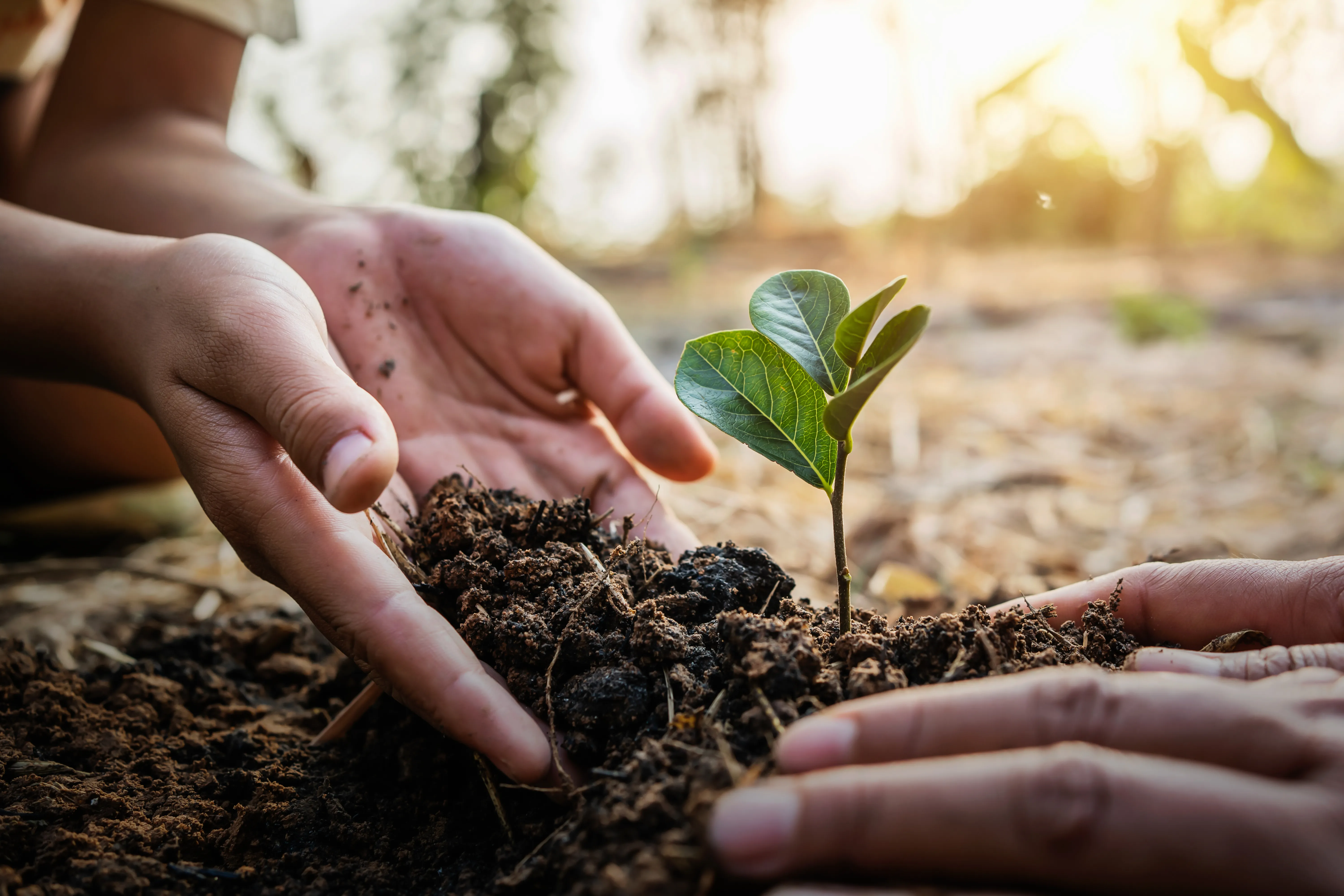Tree Planting