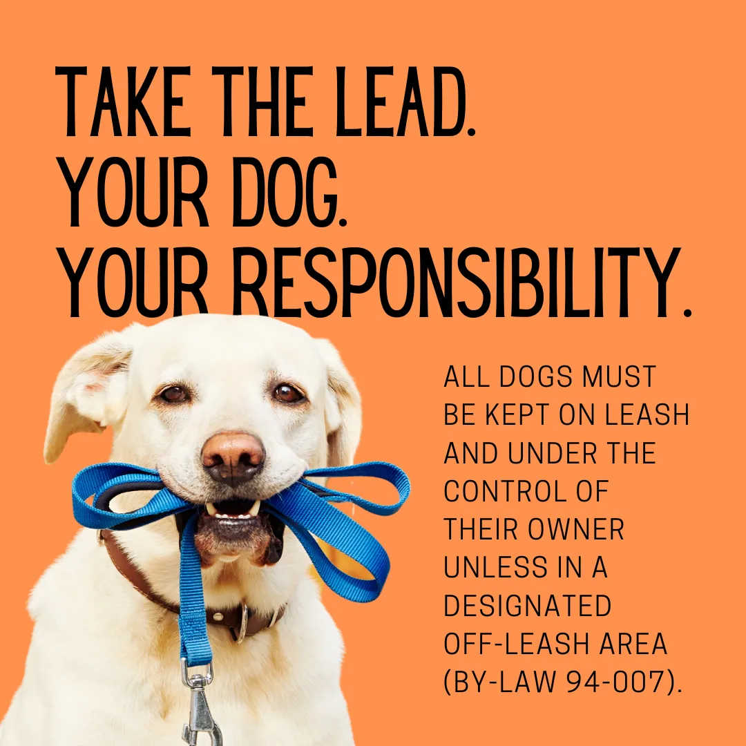K9Lead K9Lead
