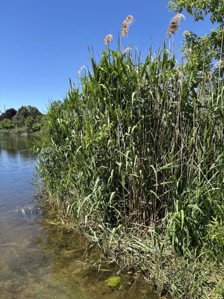 Manage Invasive Phragmites
